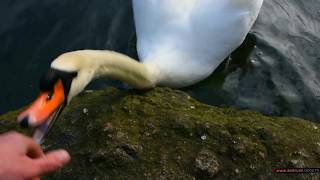 Алупка. Лебеди-шипуны в пруду Воронцовского парка. Крым. Alupka swans