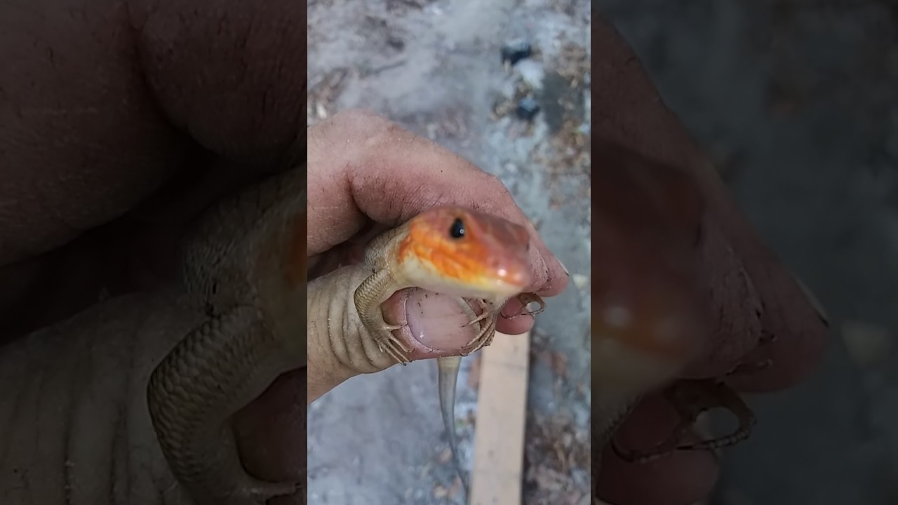 camera iphone 8 plus apk Big skink, it thinks it's going to bite me!