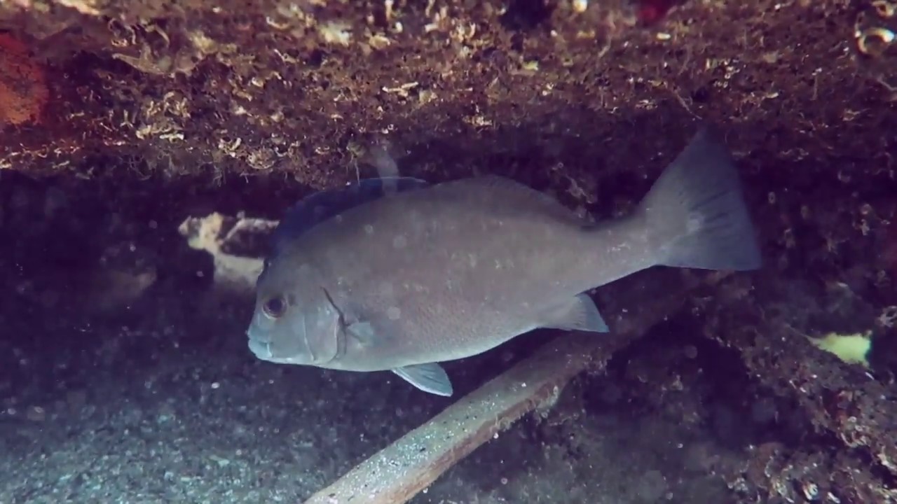 Canon G 7x mark ii Half moon Dive 23 02 2018