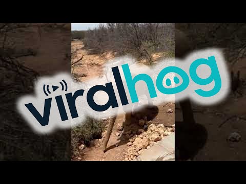 Wildlife Encounter on Private Game Reserve || ViralHog