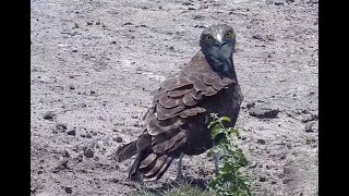 Black-Chested Snake Eagle. Explore.org 08 November 2020