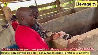 comment Réussir son élevage des porcs en Afrique ???.  consultation+conseil pratique à la ferme