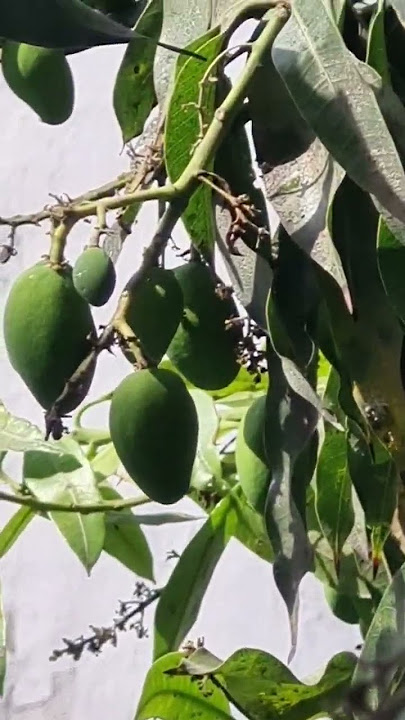 #mango #ambiya