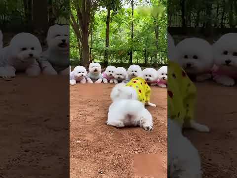 Cherry Kitten Vs Champion Bichon Who Will Take Home The Belt Shorts Funny Cat