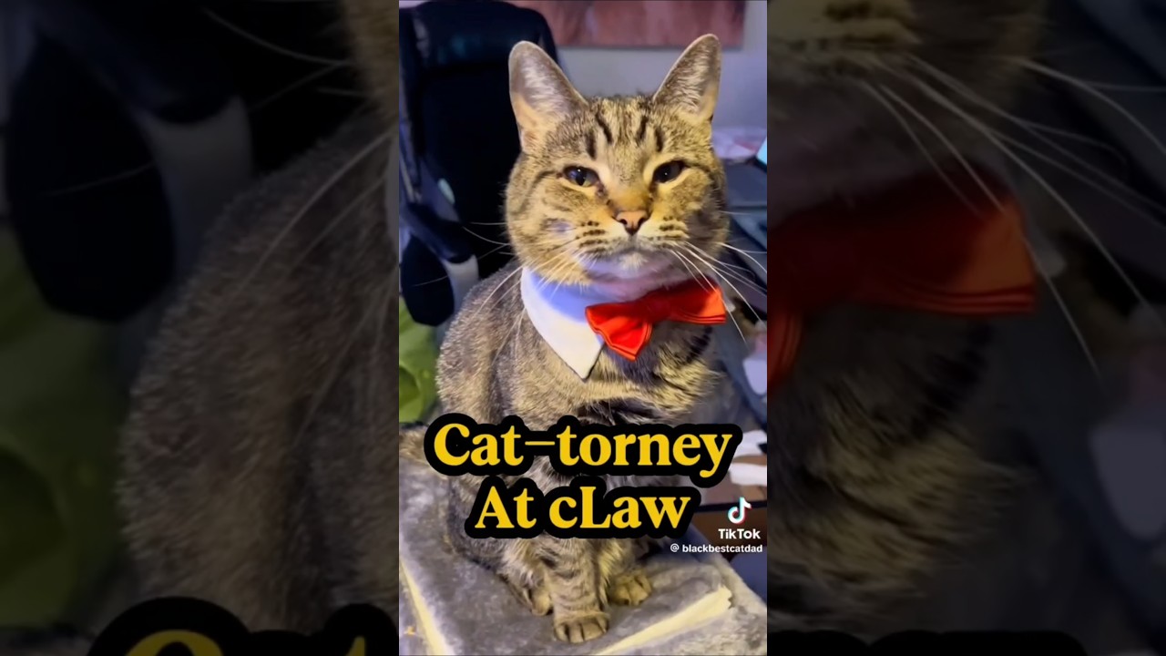 Your Cat's Lawyer Just Called 
