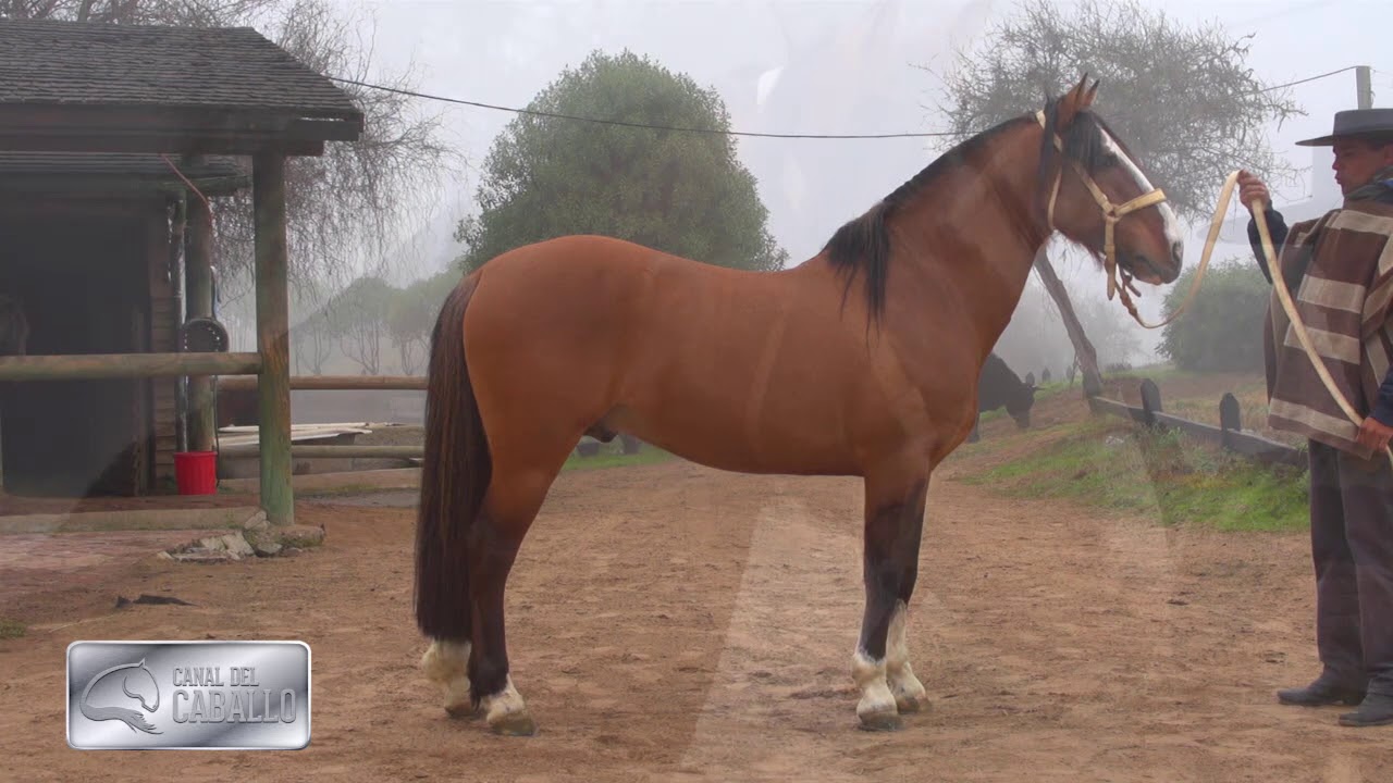 The Chilean Raza Horse