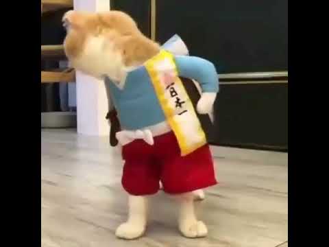 القط الساموراي 