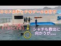 【閲覧注意⚠緊急配信❗❗思わぬ出来事が😨】ハプニング💦鴨川シーワールド✨シャチパフォーマンスショー
