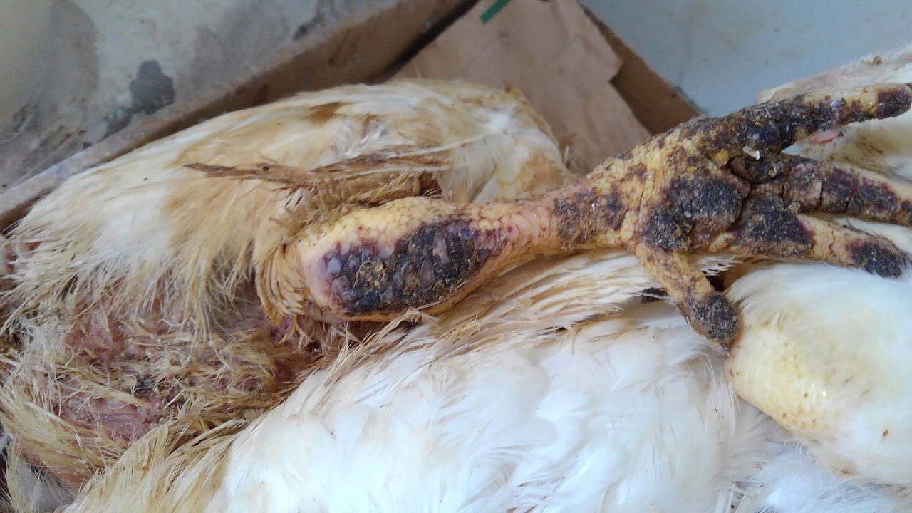 ブロイラーの足の炎症（趾蹠皮膚炎：FPD）| 畜産動物たちに