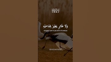 سورة الأنعام - وما من دابة في الأرض - محمد صديق المنشاوي - مدار ترند MadarTrend
