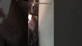 WATCH: Firefighters rescue trapped deer