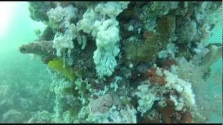 CBH Grain Terminal Dive.avi