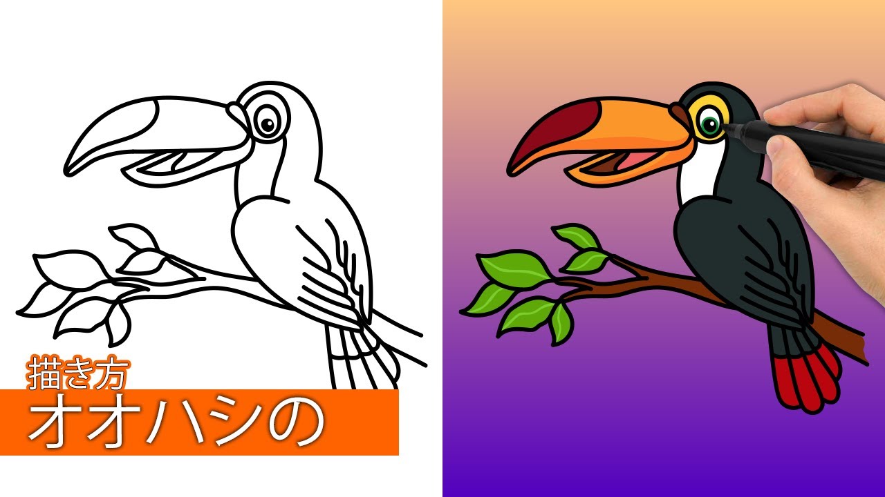 オオハシの描き方|簡単なステップバイステップの描画チュートリアル