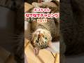 凶暴猫をどれだけなでなでできるか挑戦してみた結果… #保護猫 #cat #ねこのいる生活 #shosts