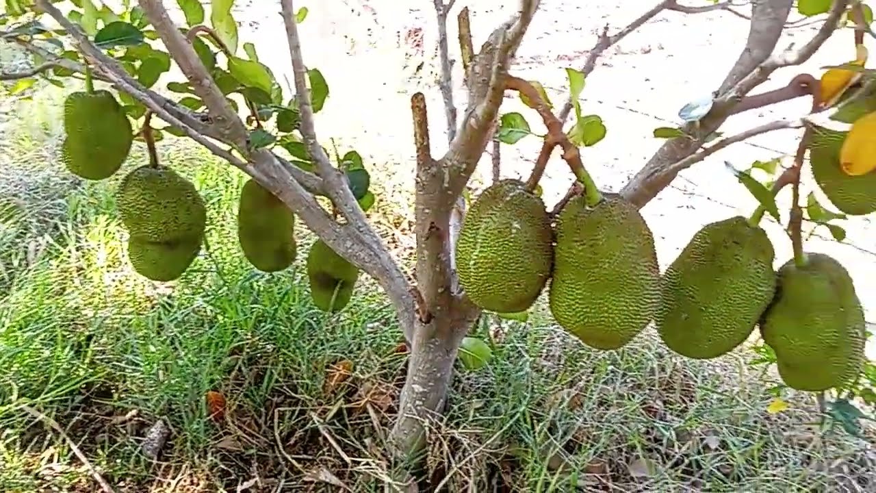 ขนุนทองประเสริฐดกกิ่งแทบหัก