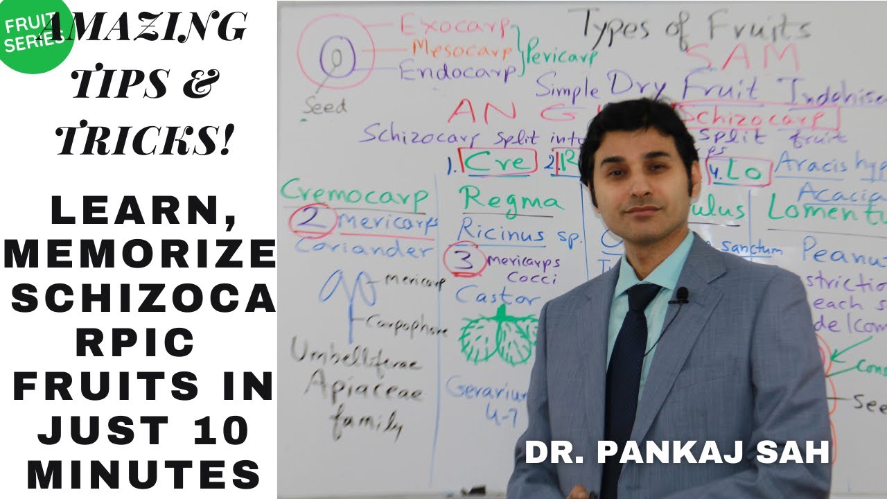 FRUITS - PART 9 (SCHIZOCARPIC FRUITS IN DETAIL) TIPS & TRICKS TO LEARN & REMEMBER ALL TYPES