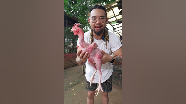 liat ayam botak satu satunya di indonesia | #short