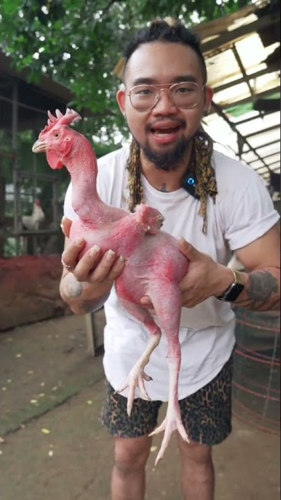 liat ayam botak satu satunya di indonesia | #short