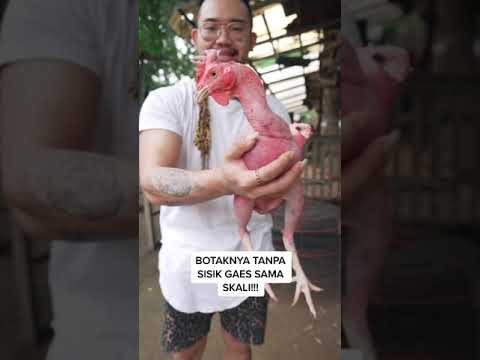 Video: Dua Belas Keturunan Ayam Yang Sangat Aneh