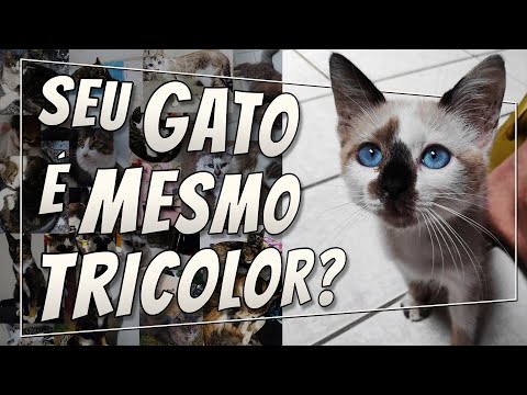 Vídeo: Como Verificar 