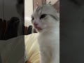 So cute #cat #cats #pet #pets #meow #kitten #kitty #kittycat #kucing #kucinggemoy #kucingoren