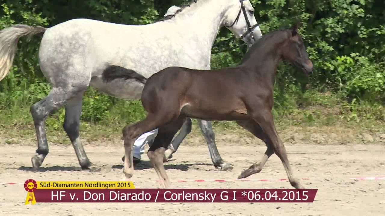 KN 18 HF v. Don Diarado Corlensky G I YouTube