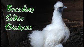 Breeding Silkie Chickens | Don't Make These TWO Mistakes
