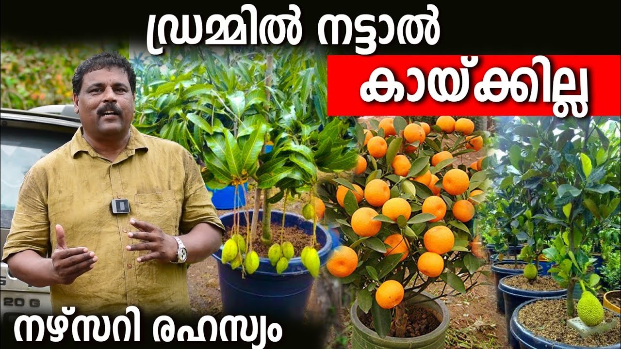 ഡ്രമ്മിൽ ഫലവൃക്ഷങ്ങൾ നടേണ്ട ശരിയായ രീതി |ഇങ്ങനെ നട്ടാൽ എന്തും കായ്ക്കും വീട്ടിൽ