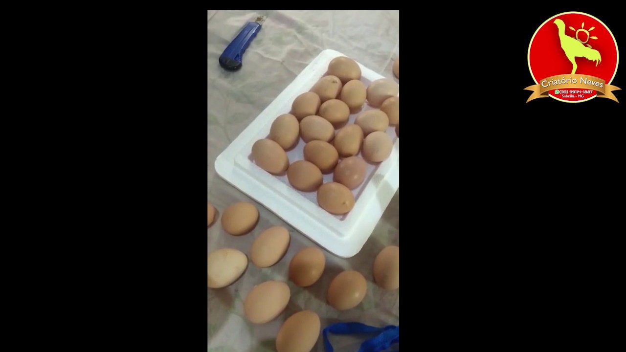 VEJA COMO EMBALAMOS NOSSOS OVOS PARA ENVIO, MAIS UMA ENTREGA FEITA fazenda edinburgh