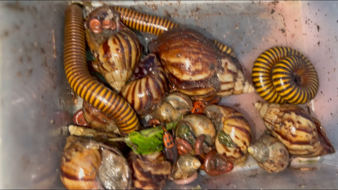 I Love Catching These Poisonous Bugs Millipede And Snails That Find Feed Near forest
