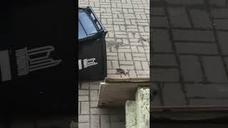 Guy Tilts a Trash Bin and a Mother Raccoon and a Baby Falls Out