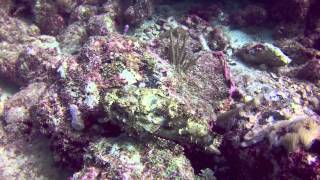 Ep. 5 - Ebenezer II Wreck and Barracuda Reef (Fort Lauderdale)