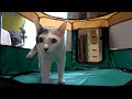 やんちゃすぎる子猫のお部屋作り！新こぱんハウス完成