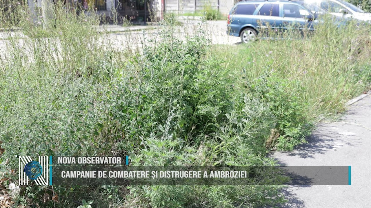 Campanie de combatere și distrugere a ambroziei