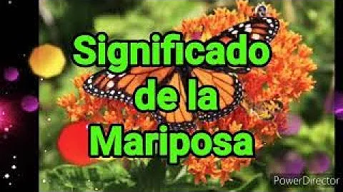 ¿Qué significa ver dos mariposas?