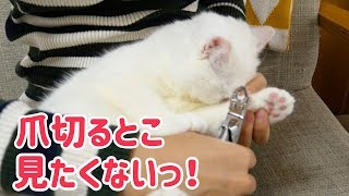 爪を切られたくない猫