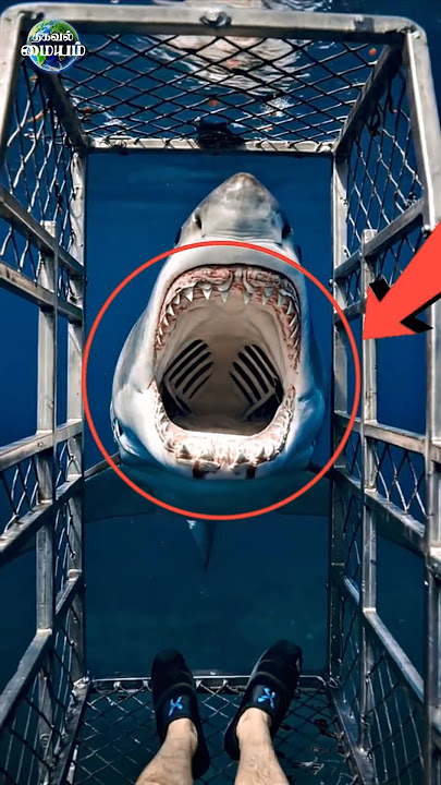 சுறா மீனுக்கு எத்தனை எலும்புகள் உள்ளன🦈 #tamilfacts #tamilnews #tamil #shorts #facts #viral #facts