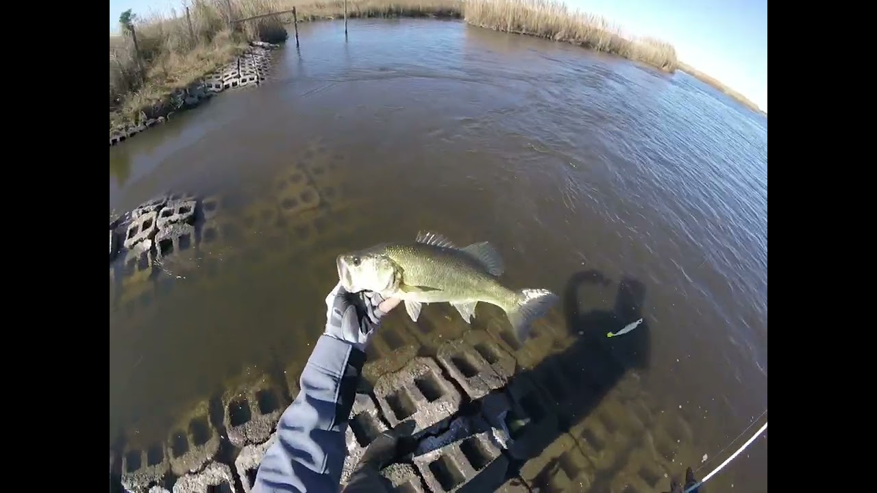 Roadside BASS and REDFISH.