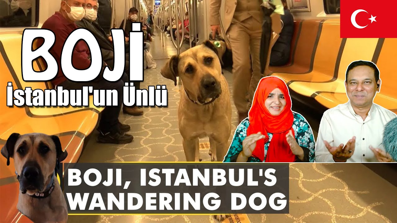 Pakistani Reaction 🇹🇷Meet Boji, the Dog,A Regular Commuter on ferries,buses,metro trains in Istanbul