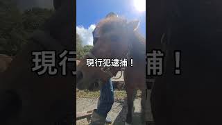 青空の逮捕劇 #ご支援ください #馬の支援 #馬のハッピーライフ