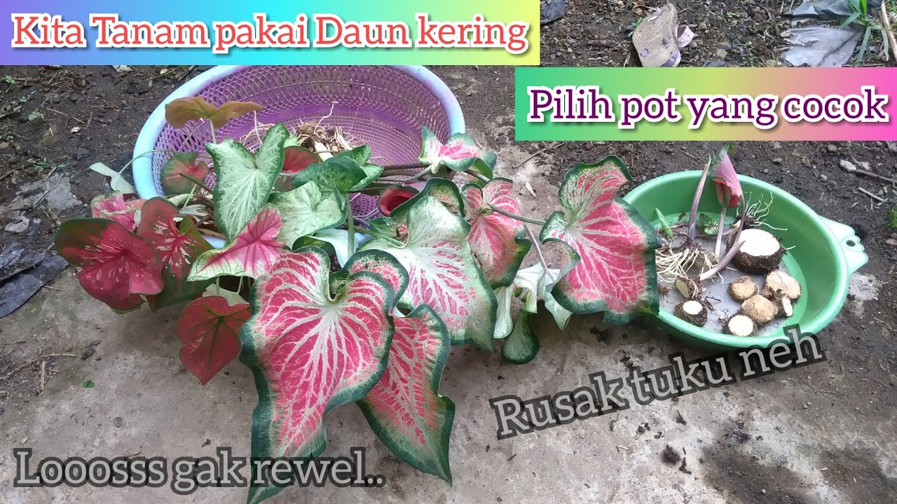 Tips memilih pot serta menanam caladium media daun kering  