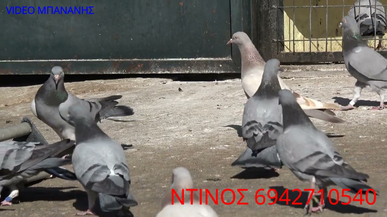 ΝΤΙΝΟΣ ΚΟΖΑΝΗ ΚΡΑΤΑΕΙ ΤΑ ΠΑΛΙΑ ΤΑ ΜΠΑΛΟΞΑΝΘΑ