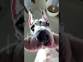 I’d have to say comedian 😆 #greatdane #shorts