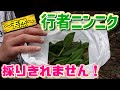 【山菜】行者ニンニクが採りきれないほど出ていました！