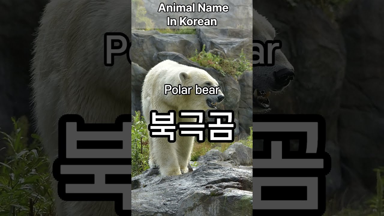 How To Say Polar Bear In Korean learnkorean koreanlanguage How To Say Polar Bear In Korean learnkorean koreanlanguage