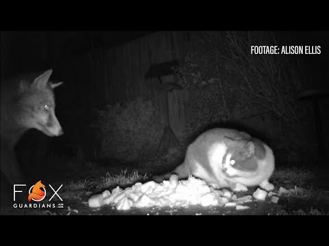 Video: Zal een vos een kat doden?