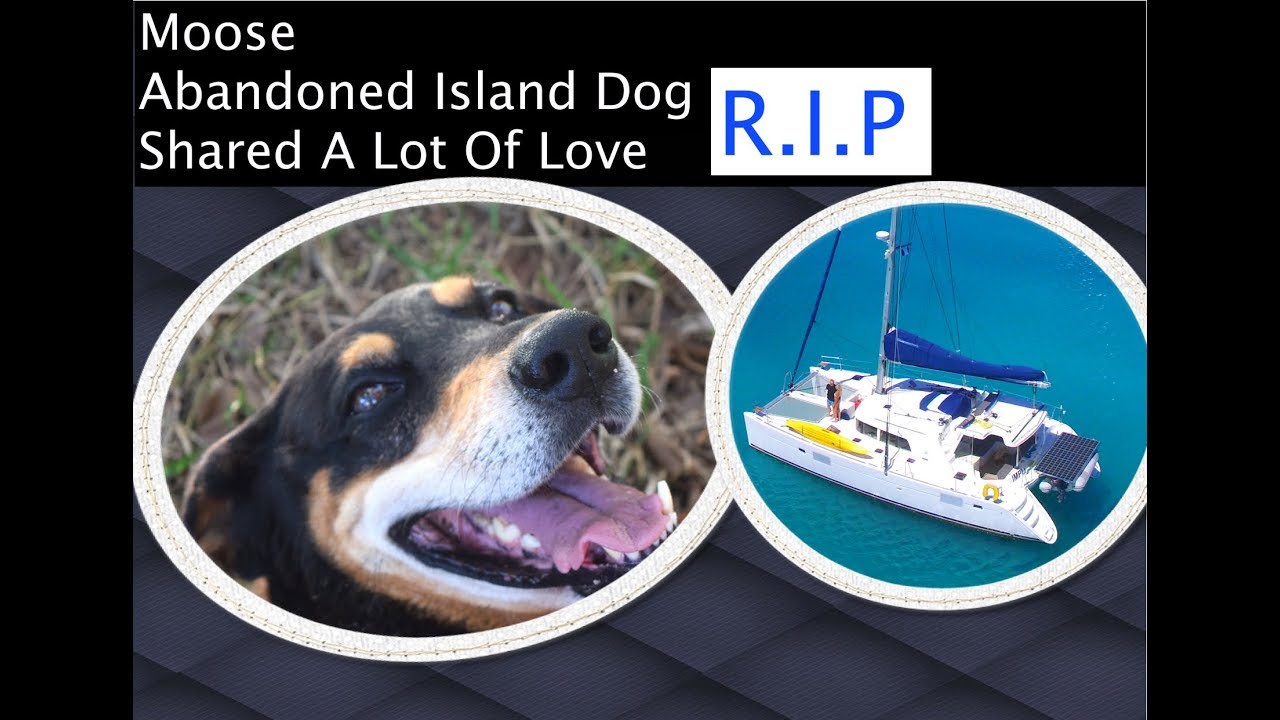 R.I.P – Moose Abandoned Island Dog – The Tribute