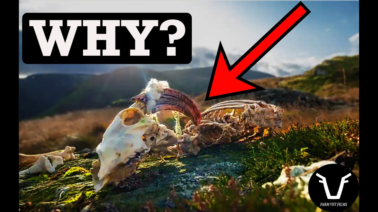 The MOST DEADLY DISEASES of SHEEP | TECHNICAL #77