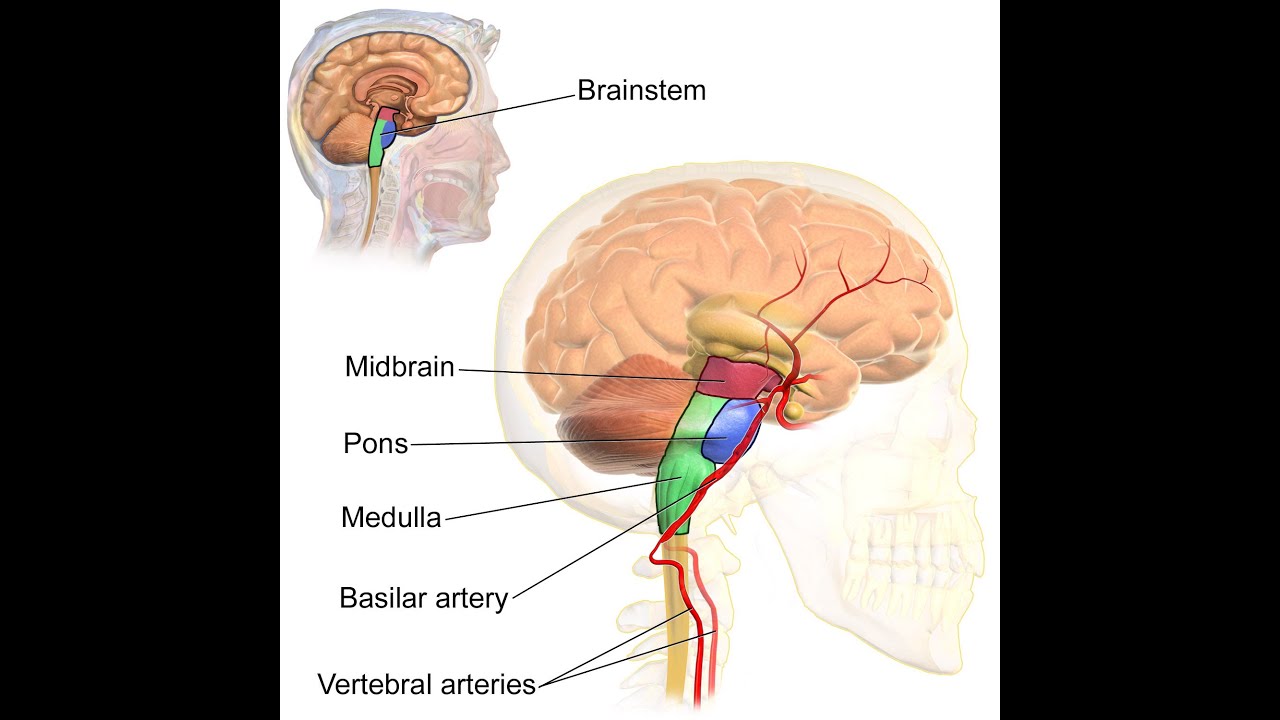 Neurophysiology of the Brainstem; Pons, midbrain and medulla oblongata ...