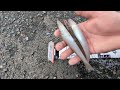 浜名湖白鱚🐟絶好調です。【浜名湖釣り】🎣